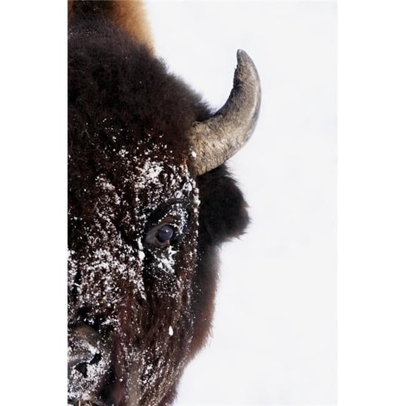 Bison in Winter Poster Print by Richard Wear, 22 x 34 - Large