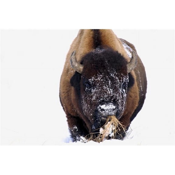 Bison in Winter Poster Print by Richard Wear, 34 x 22 - Large
