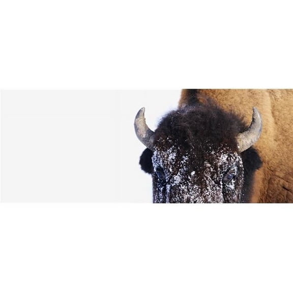 Bison in Winter Poster Print by Richard Wear, 36 x 14 - Large
