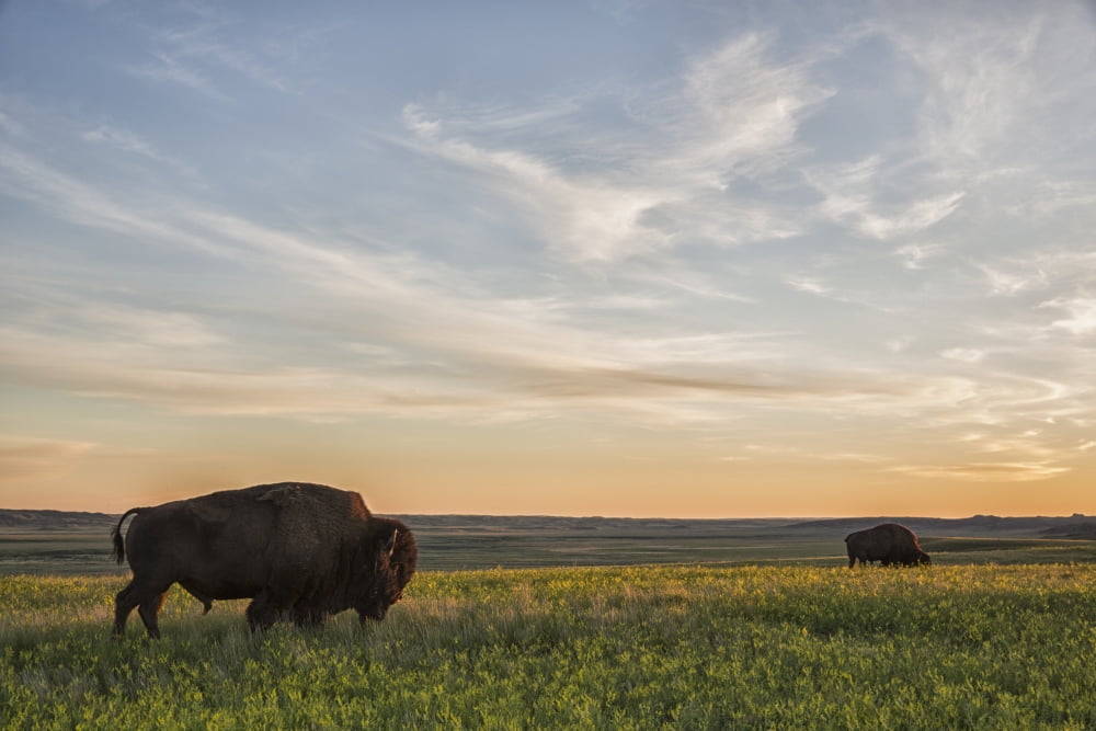 Bison roam the plains at sunset in Grassland National Park Saskatchewan Canada Canvas Art - Robert Postma Design Pics (19 x 12)