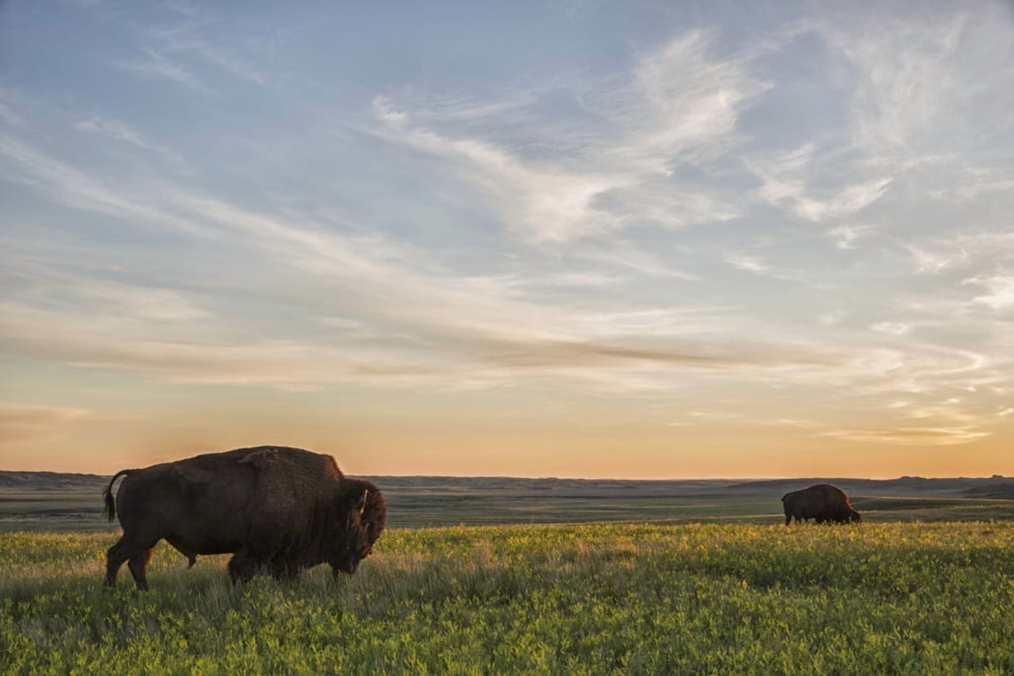 Bison roam the plains at sunset in Grassland National Park Saskatchewan Canada Canvas Art - Robert Postma Design Pics (38 x 24)
