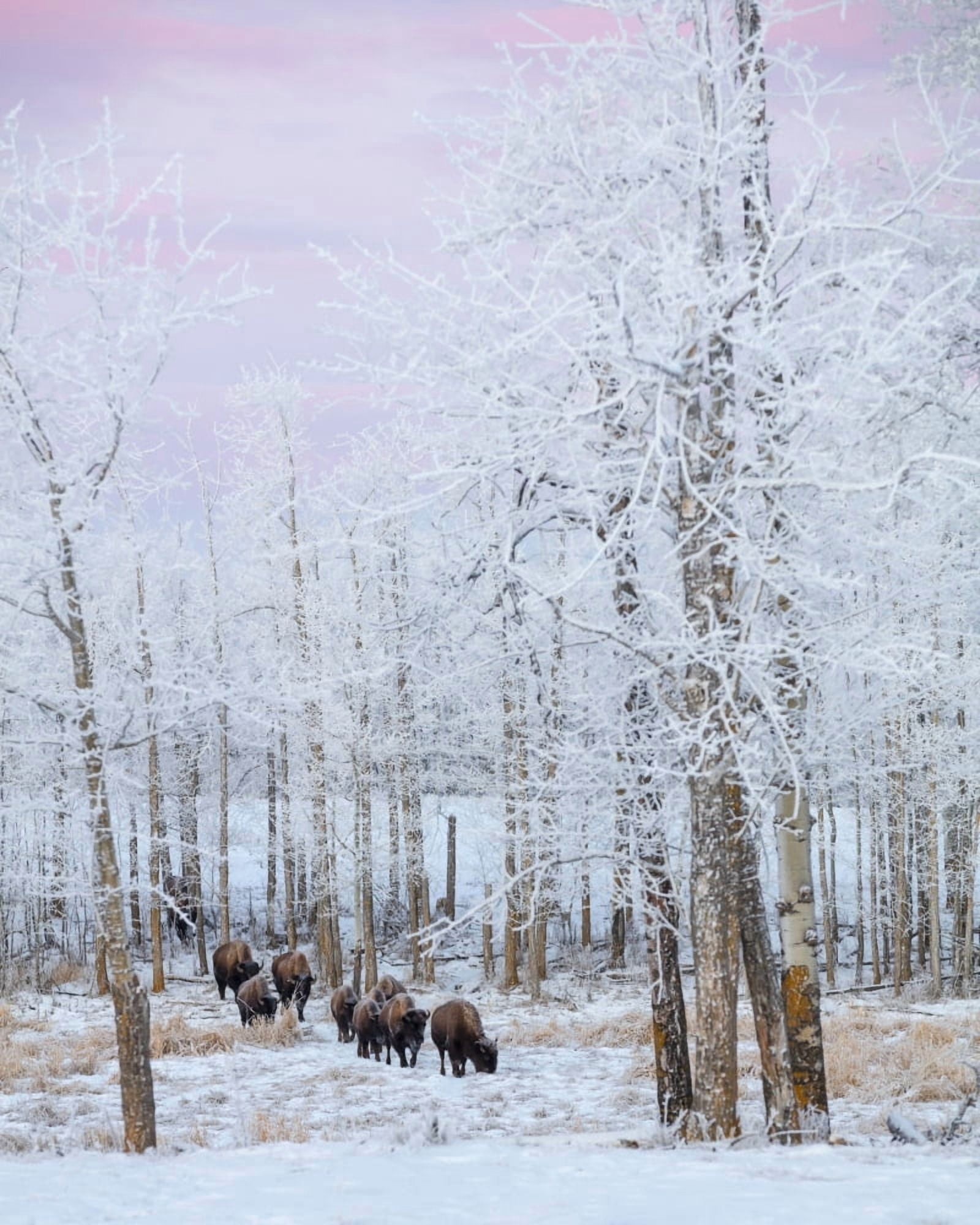 Bison walking in the early morning through the snow Elk Island National Park Alberta Canada Canvas Art - Ron Harris Design Pics (14 x 17)
