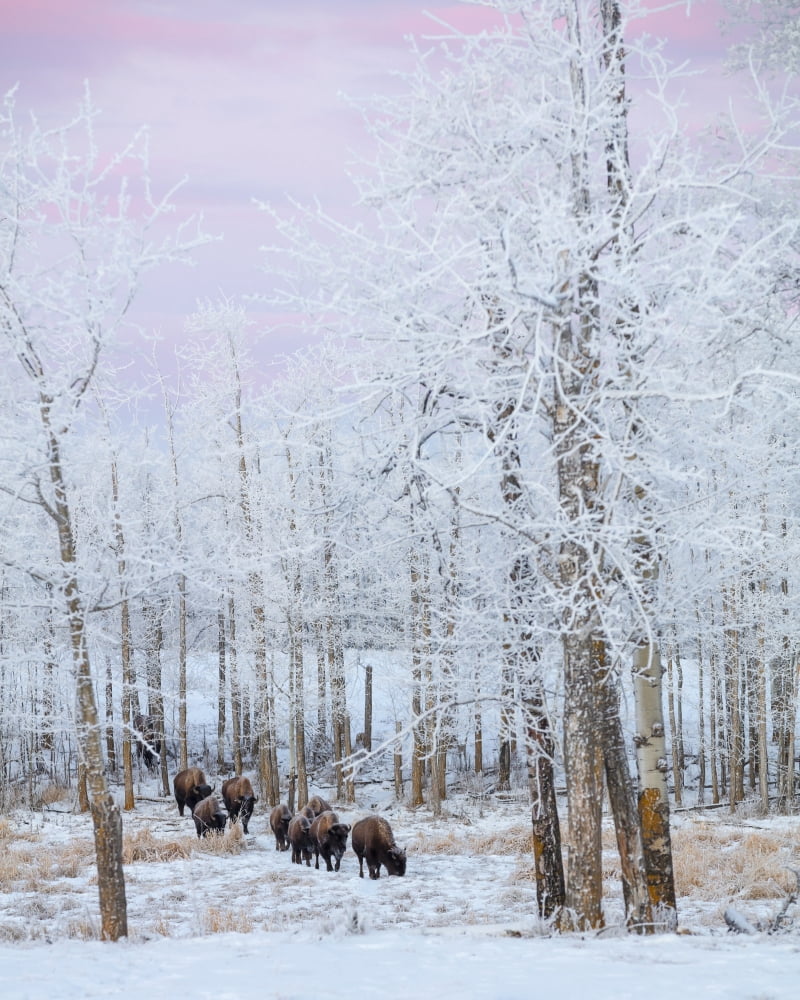 Bison walking in the early morning through the snow Elk Island National Park Alberta Canada Canvas Art - Ron Harris Design Pics (28 x 34)