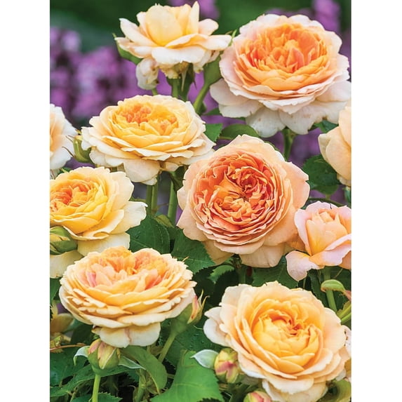 Bits and Pieces Jigsaw Puzzle Grandiflora Rose 500-Piece 18" x 24"