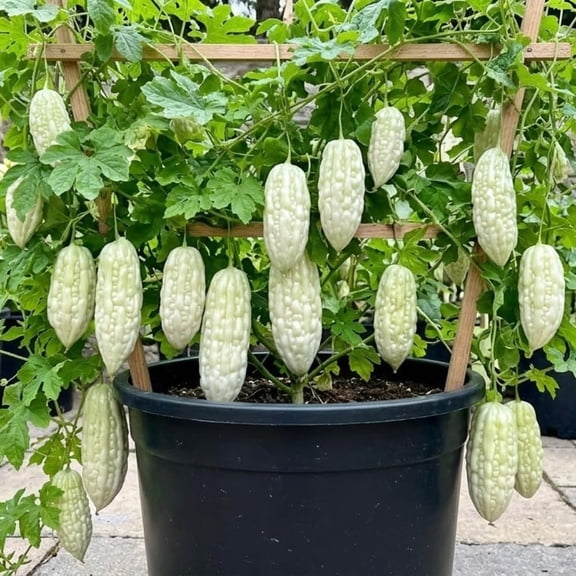 Bittermelon Plant Live 4'' Pot, White Jade Bittermelon Plant, 6-8 Inch Tall, Live Vegetable Plants, Tropical Climbing Plant for Outdoor Gardening, Well-Rooted