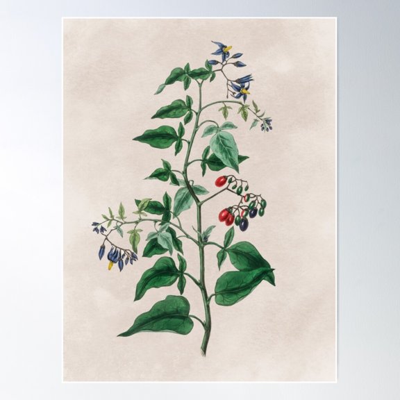 Bittersweet (Solanum Dulcamara) Illustration Poster Wall Art, Modern Wall Decor For Living Room Bedroom, 16x24 UNFRAMED