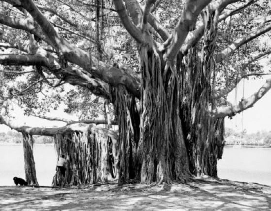Bizarre tree Canvas Art - (18 x 24)
