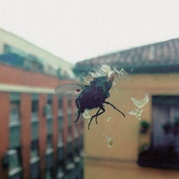 Biznaga - Gran Pantalla - Music & Performance - CD