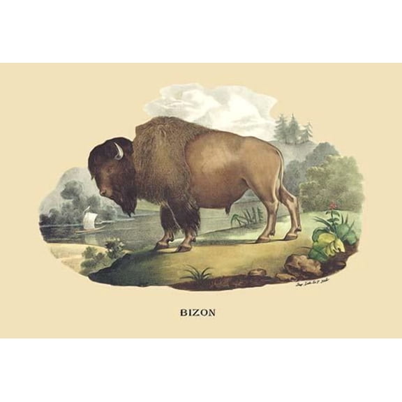 Bizon (Bison)-Fine Art Canvas Print (20" x 30")