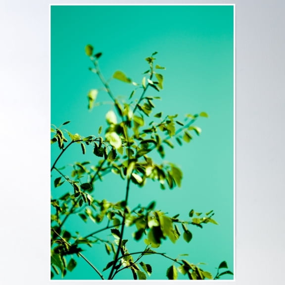 Björk Poster Wall Art, Modern Wall Decor, 12x18 UNFRAMED