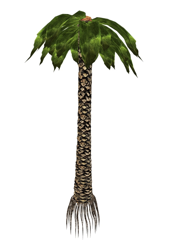 Bjuvia simplex prehistoric tree Canvas Art - Elena DuvernayStocktrek Images (12 x 16)