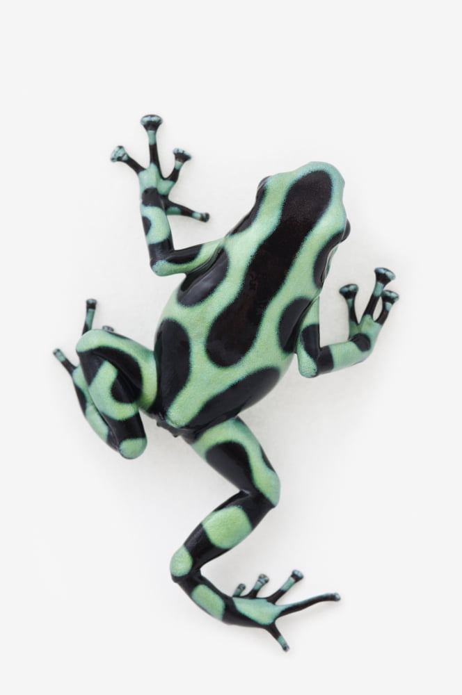 Black And Green Poison Dart Frog (Dendrobates Auratus) Canvas Art - Corey Hochachka Design Pics (24 x 38)