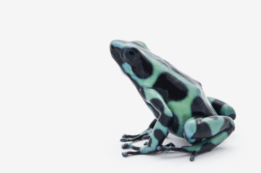 Black And Green Poison Dart Frog (Dendrobates Auratus) Canvas Art - Corey Hochachka Design Pics (38 x 24)