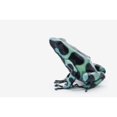 thumbnail image 1 of Black And Green Poison Dart Frog  Poster Print, 1 of 2