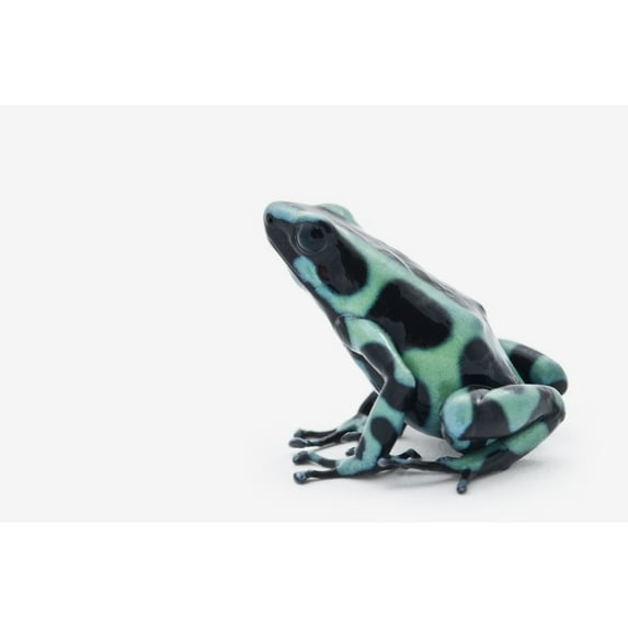Black And Green Poison Dart Frog Poster Print