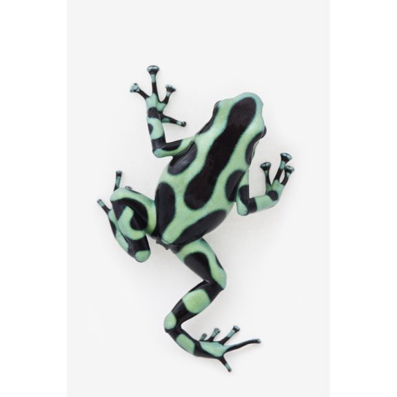 Black And Green Poison Dart Frog Poster Print