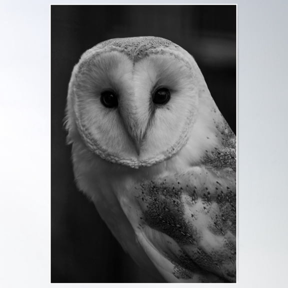 Black And White Barn Owl Poster Wall Art, Modern Wall Decor For Living Room Bedroom, 16x24 UNFRAMED