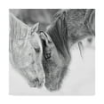 thumbnail image 1 of Black And White Horses VII' Canvas Art by PHBurchett, 1 of 4