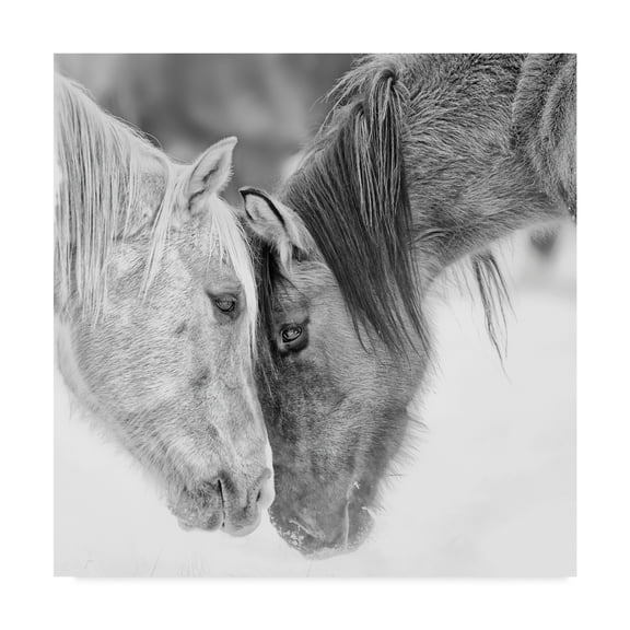 Black And White Horses VII' Canvas Art by PHBurchett