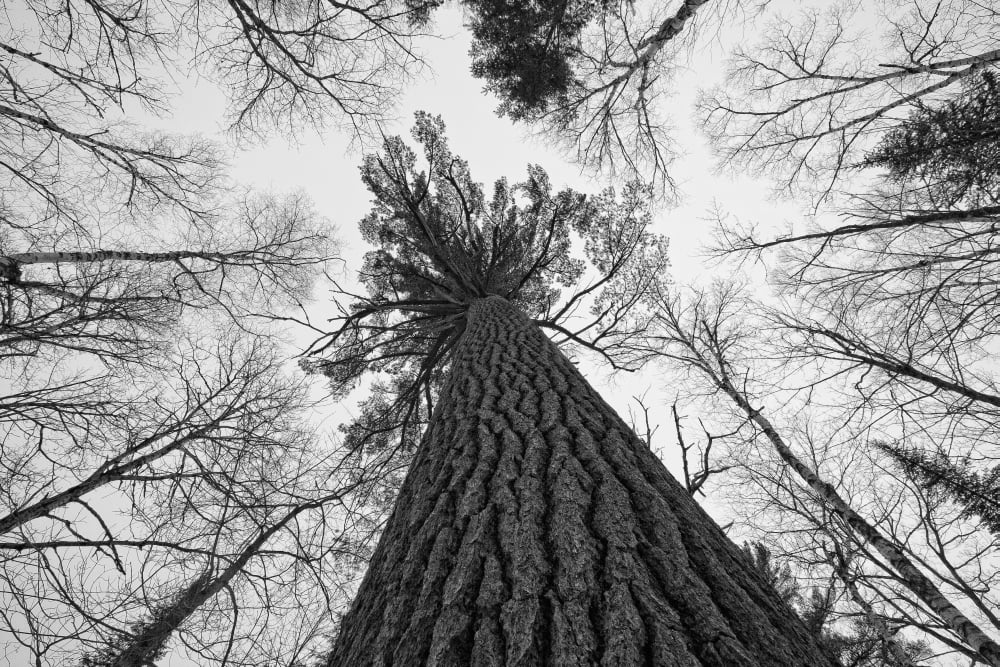 Black And White Image Of A Large White Pine In Algonquin Park Ontario Canvas Art - Robert Postma Design Pics (17 x 11)