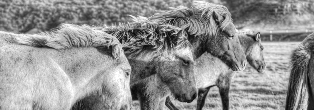 Black And White Image Of Icelandic Horses In The Wind Iceland Canvas Art - Robert Postma Design Pics (23 x 8)