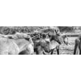 thumbnail image 1 of Black And White Image Of Icelandic Horses In The Wind, Iceland Poster Print (23 x 8), 1 of 1