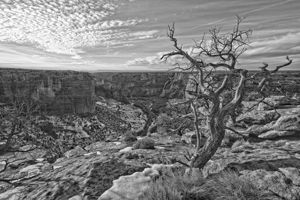 Black And White Image Of Tree On The Rim On Canyon De Chelley Arizona Canvas Art - Robert Postma Design Pics (17 x 11)