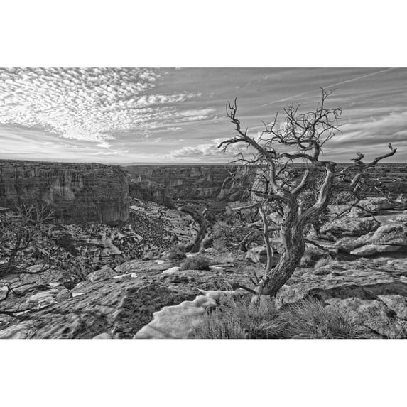 Black And White Image Of Tree On The Rim On Canyon De Chelley, Arizona. Poster Print (17 x 11)
