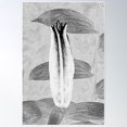 thumbnail image 1 of Black And White Lily Bud Poster Wall Art, Modern Wall Decor For Living Room Bedroom, 24x36 UNFRAMED, 1 of 3