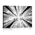 Black And White Low Angle View Of Bare Tree Canopy Minimalist Forest ...