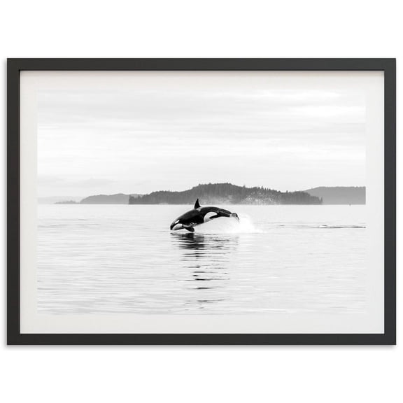 Black And White Orca Wildlife Wall Art Home Decor
