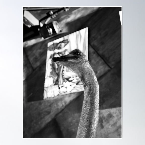 Black And White Ostrich Taxidermy Photography Poster Wall Art, Modern Wall Decor, 8x12 UNFRAMED