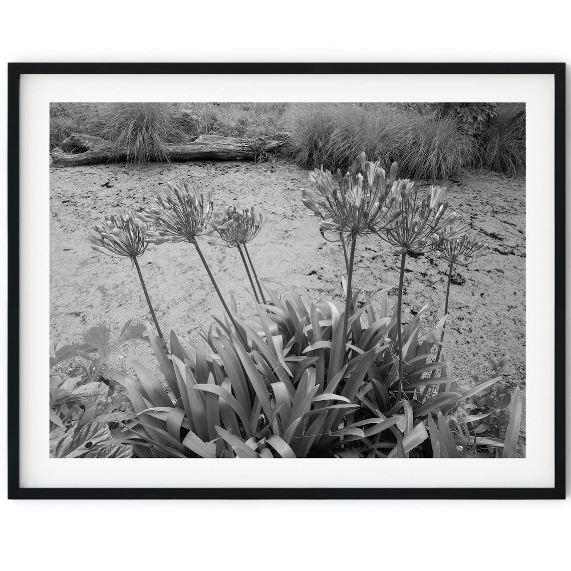 Black And White Photo Wall Art Print Agapanthus Flowers Poster Wall Art