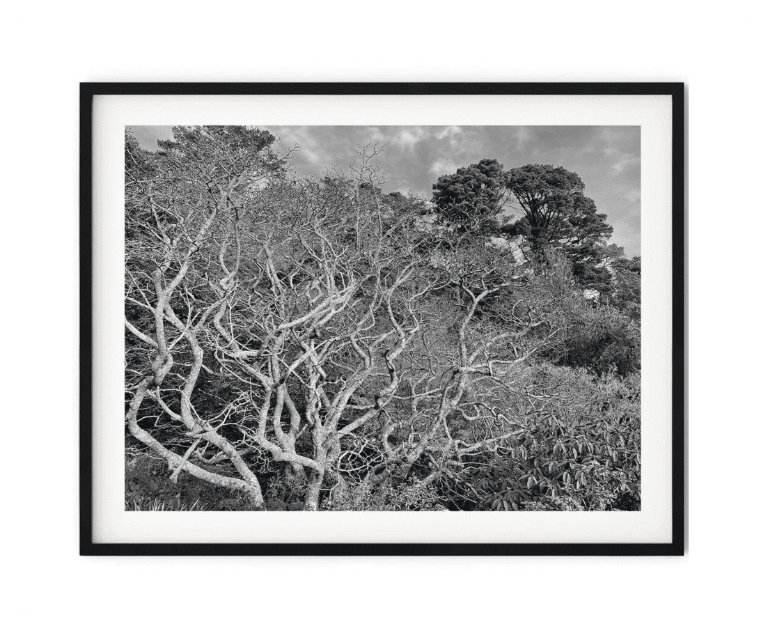 Black And White Photo Wall Art Print Bare Branches Tree Poster Wall Art ...