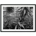 Black And White Photo Wall Art Print Greenhouse Plants Poster Wall Art