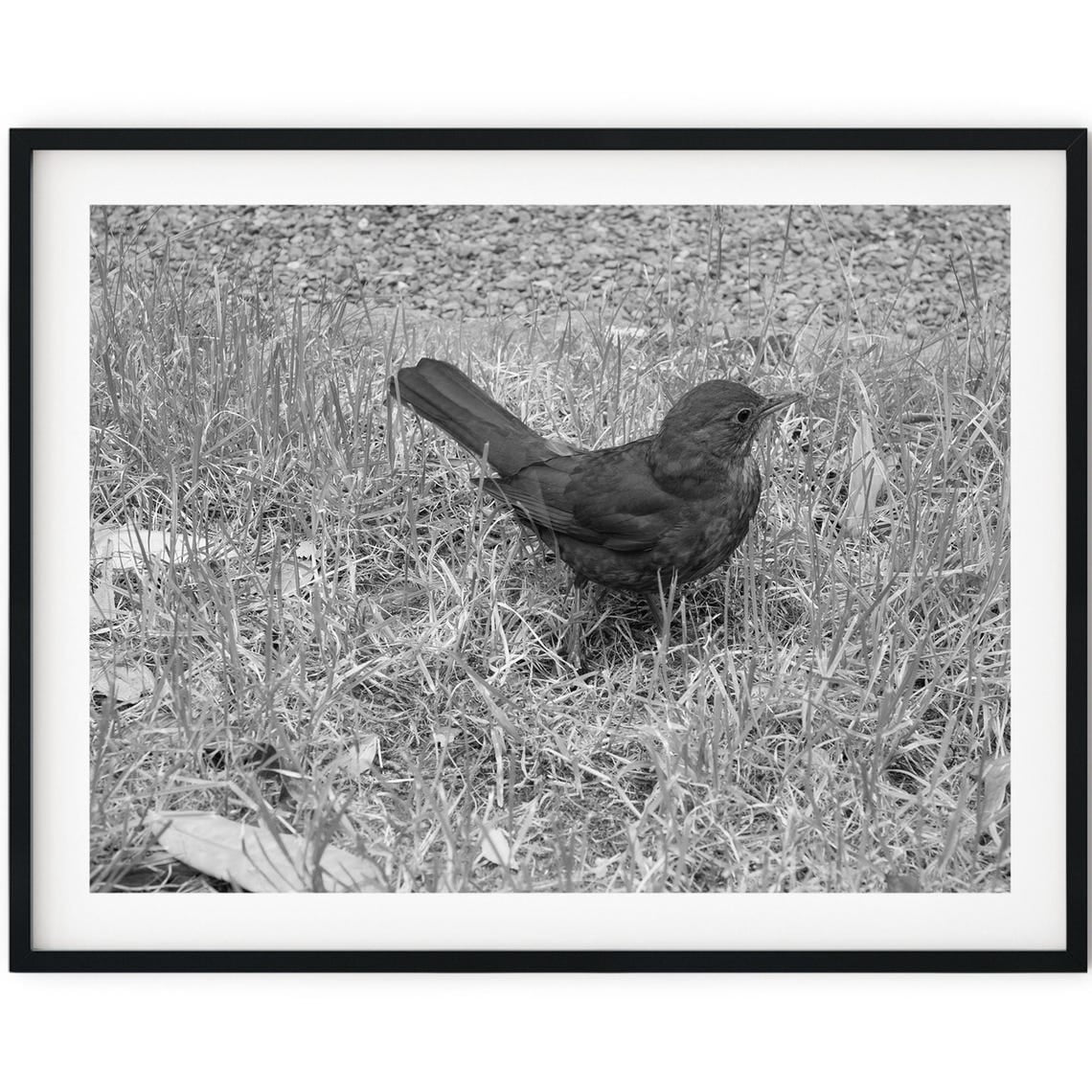 Black And White Photo Wall Art Print Little Blackbird Poster Wall Art