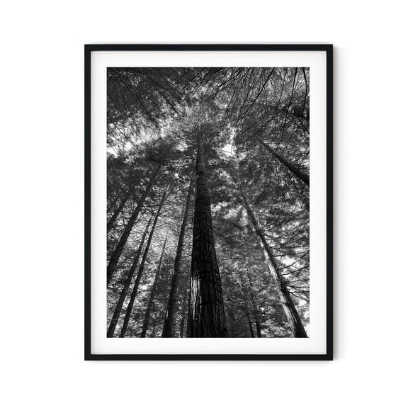Black And White Photo Wall Art Print Tall Forest Trees Poster Wall Art, Modern Wall Decor, 12x18 UNFRAMED
