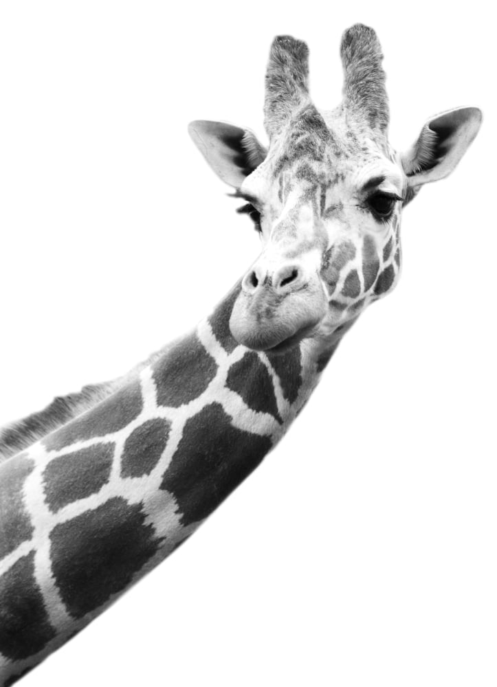Black And White Portrait Of A Giraffe Canvas Art - Darren Greenwood Design Pics (22 x 32)