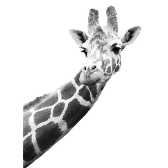 Black And White Portrait Of A Giraffe Poster Print