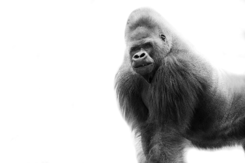 Black And White Portrait Of A Gorilla Canvas Art - Darren Greenwood Design Pics (17 x 11)