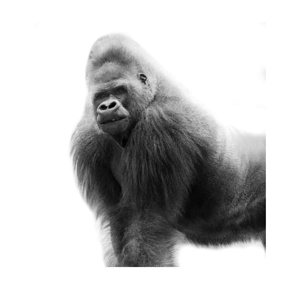Black And White Portrait Of A Gorilla Poster Print