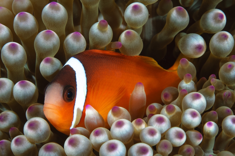 Black Anemonefish Fiji Canvas Art - Todd WinnerStocktrek Images (35 x 23)