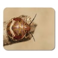 thumbnail image 1 of Black Aphid of Beetle Ladybird Hippodamia Variegata on Dry Mousepad Mouse Pad Mouse Mat 9x10 inch, 1 of 3