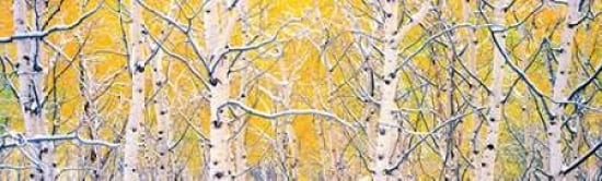Black Aspens Canvas Art - Gary Crandall (8 x 24)