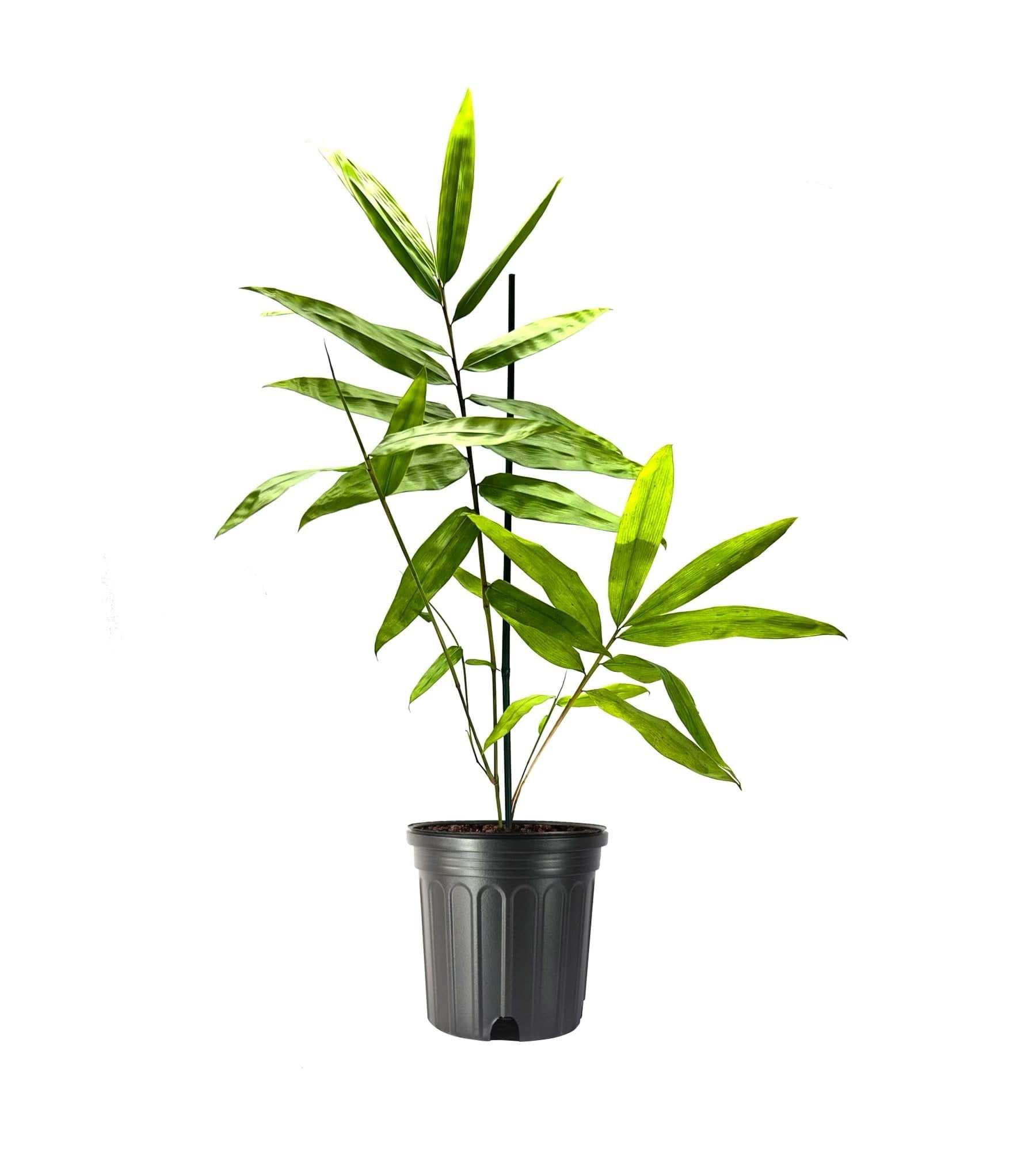 cannabis plant for sale 30