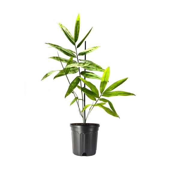 Black Bamboo  Dendrocalamus Asper Hitam  1 Live Gallon Size Plant  Exotic Tropical Decor  Fast Growing Privacy Screen  Unique & Hardy