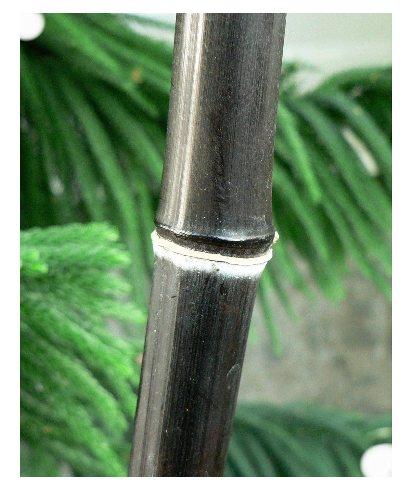 Black Bamboo Giant Timber Plant Phyllostachys Nigra t