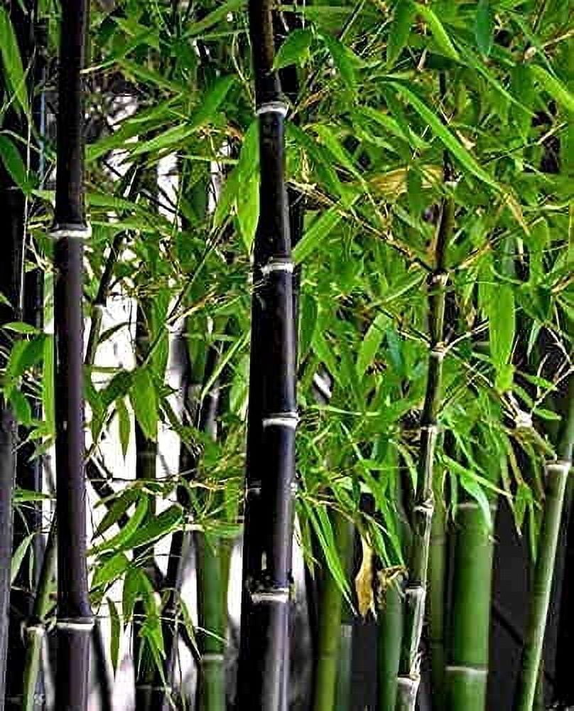 Black Bamboo Seeds for Planting 150+ Seeds Grow Black Bamboo