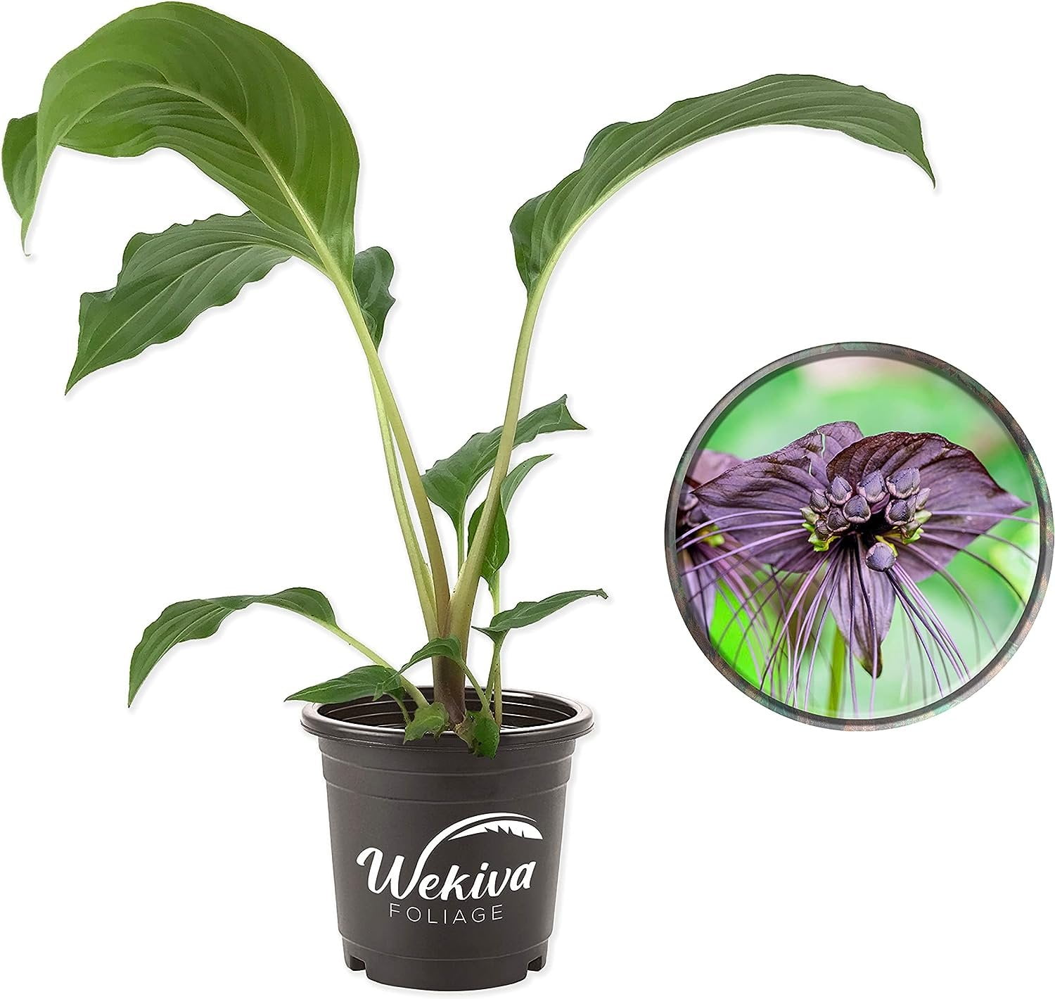 Tacca Chantrieri Black Bat Flower Plant Live, Rare, Exotic for Indoor & Outdoor Garden, 4