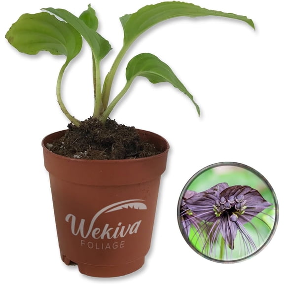 Black Bat Flower - Live Starter Plant in a 2 Inch Pot - Tacca Chantrieri - Not in Bloom When Shipped - Extremely Rare and Exotic Flowering Plant